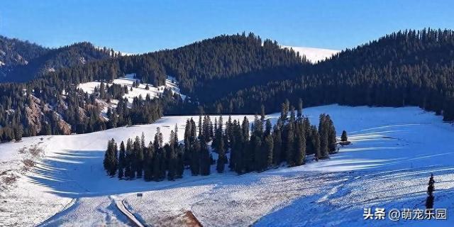 喀拉峻草原雪景美如画，松林深处鸟儿飞舞，这份美好瞬间治愈了我
