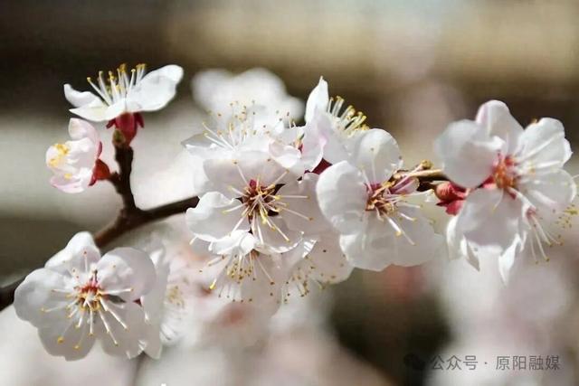 原阳县：杏花盛开 芳香自来