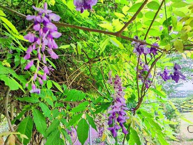 春雨催生绝美紫藤花雨！佛山卡玛“一帘幽梦”太梦幻