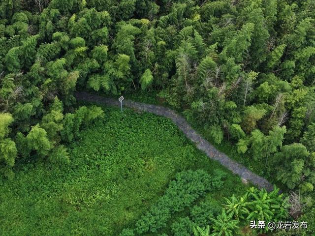 龙岩森林公园3公里步栈道焕新升级