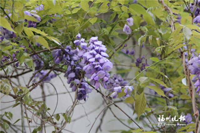 福州茶亭公园：紫藤花开如瀑 迎最佳观赏期