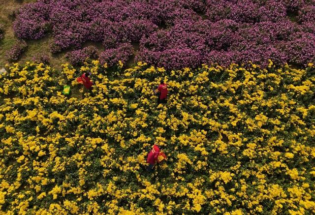 秋日撒欢？到温县赏七彩菊→