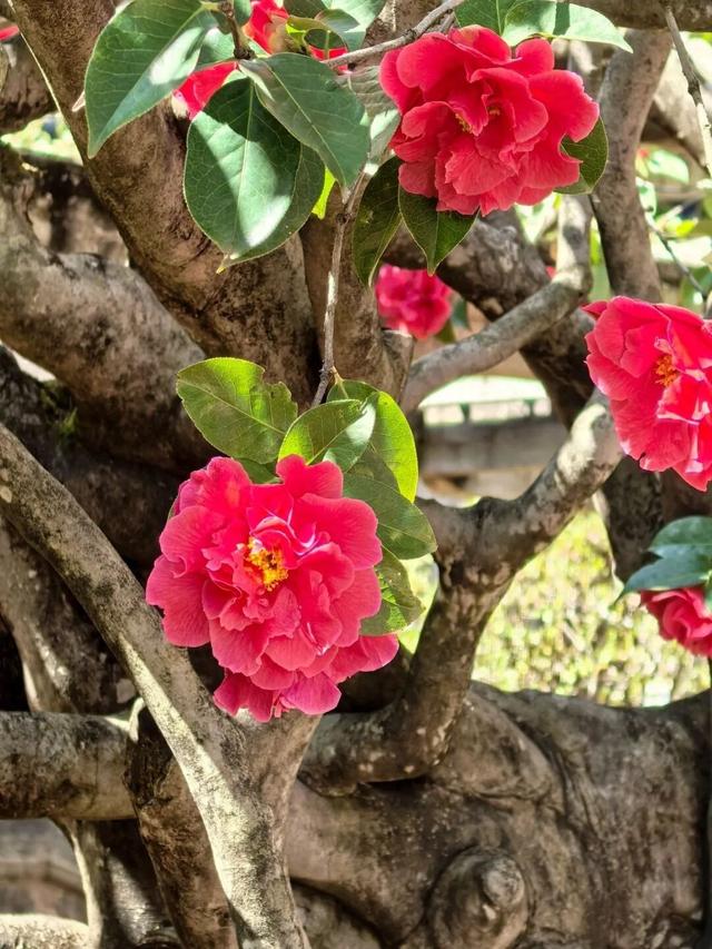 花漾丽江丨春来赏花，玉峰寺山茶如约绽放！