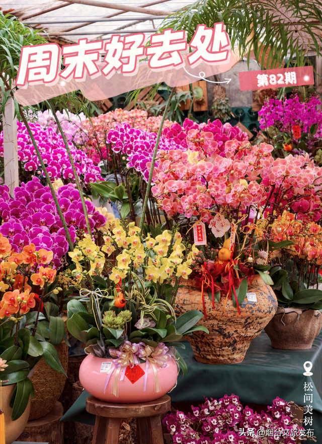 【乐游烟台】周末好去处丨全是花花！烟台神仙小店被花包围了