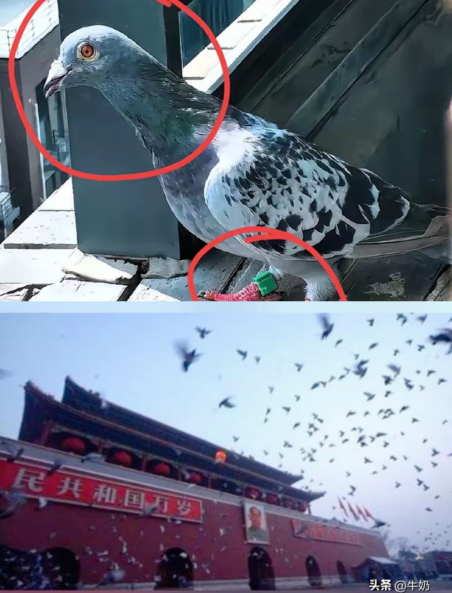 北京放飞8万只和平鸽，一查才发现这些鸽子跟国家没关系