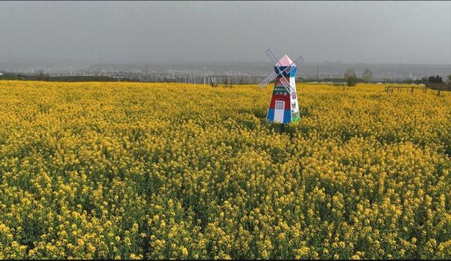宝鸡市渭滨区燃灯寺村：金色花海绘就春日“富春山居图”