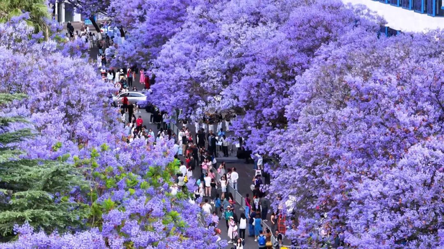 赴一场紫色花事｜西昌蓝花楹打卡点位全部准备就绪