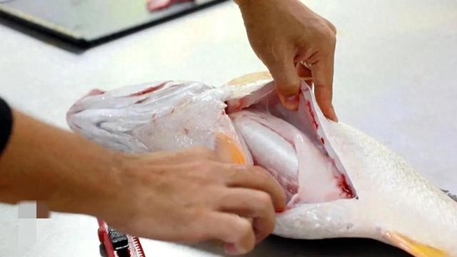 半斤一个的花胶多少钱 2026年花胶半斤有多少