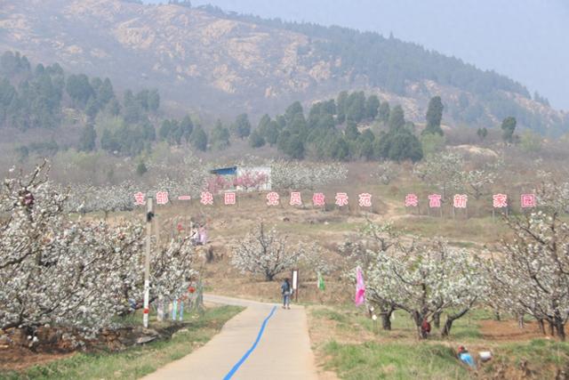 别找了 春天最美的花海就在肥城市安驾庄