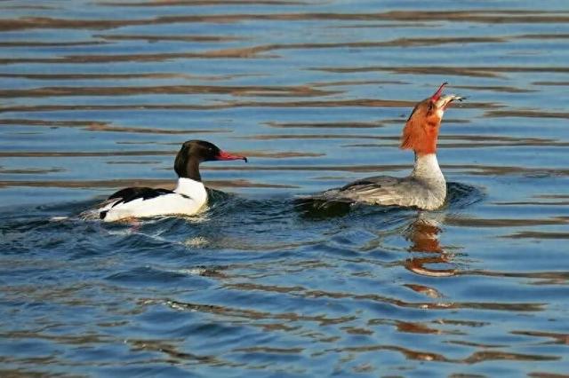大凌河迎来“贵客”！