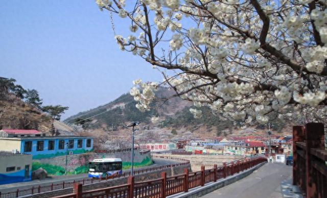 青岛这趟公交，直接开进春天的花海里！美到失语……