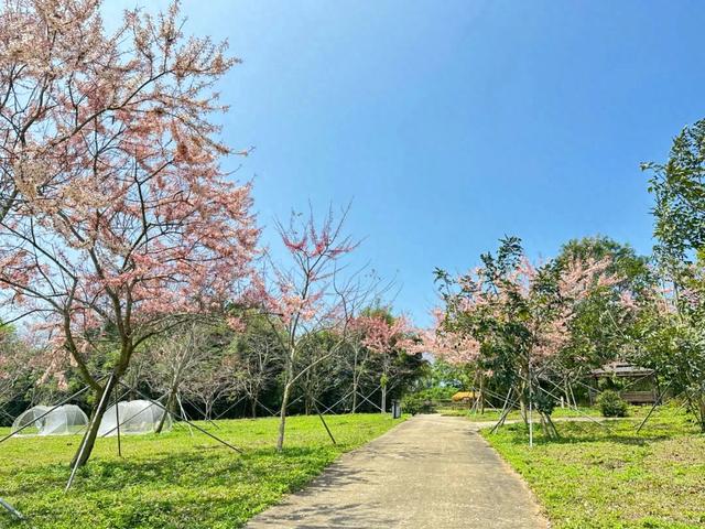 趣春游,赴一场蓝洋踏青的邀约