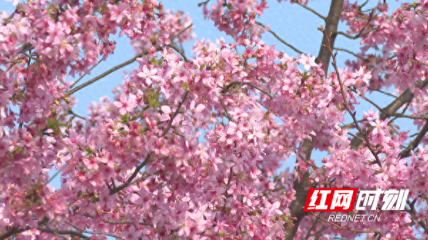 祁阳唐家山：樱花烂漫迎客来