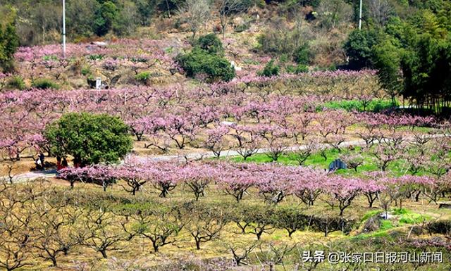 快看！张家口10大特色赏花活动、6条赏花线路、4个花事打卡地都在哪里？