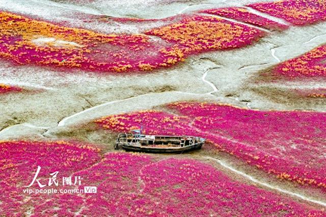 青岛红海滩湿地风光