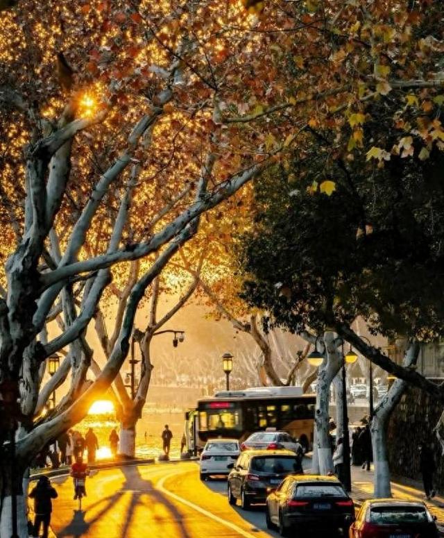 西湖景区“落叶不扫”已开始，4条道路等你打卡