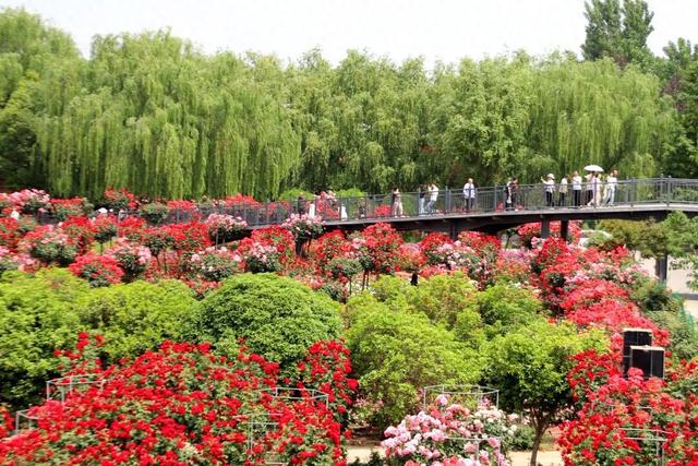 【春季赏花 畅游南阳】这个春天 “南阳花事”美出新境界