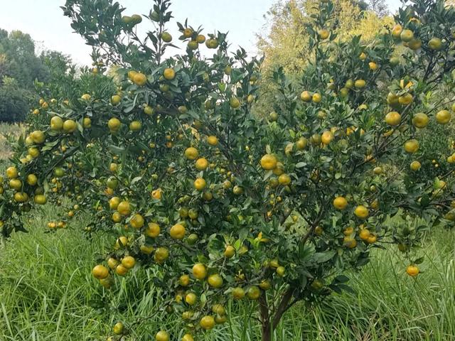 解锁秋日松弛感！长沙周边这些地方可以摘果子、采板栗！