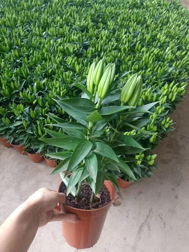 百合什么时候种植最好（百合什么时候种植最好）