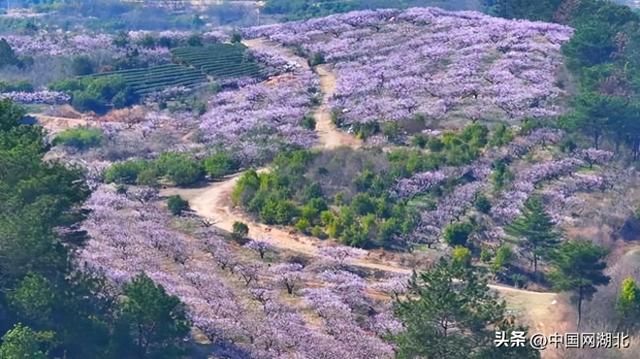 花漾湖北·清明百景图｜湖北孝昌：许你一场春日“桃花源”