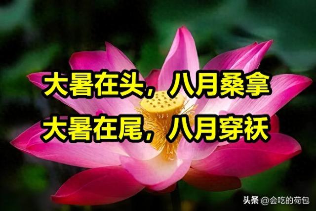 “大暑在头，八月桑拿；大暑在尾，八月穿袄”，今年的大暑在哪？