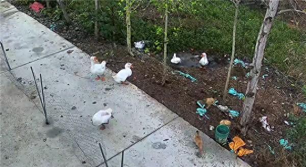 “挺吓人的，18斤大鹅在家门口河沟里瞬间消失”，寻回大鹅尸体，身上几乎无毛，还有四五处伤口