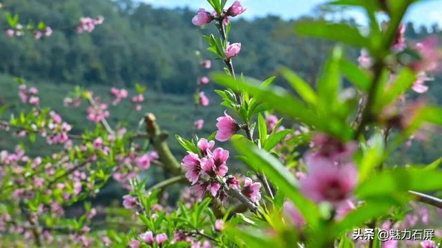 三月至 一树桃花一树春