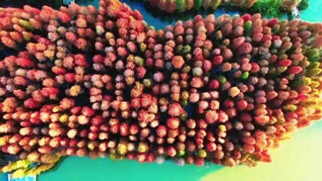 到肇庆，邂逅一场岭南绚彩之冬！