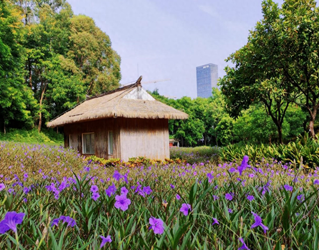 春日踏青何处寻？来龙城公园邂逅“城市生灵自然径”
