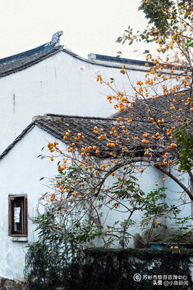 好多人在拍！苏州到底有谁在啊