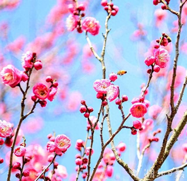 露营赏梅正当时 新洲花果山梅林初绽迎客