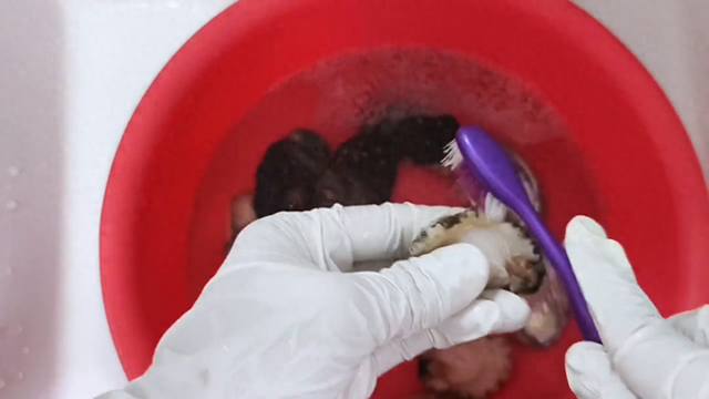 花旗参花胶鲍鱼煲鸡汤 2026年鲍鱼花胶花旗参炖鸡