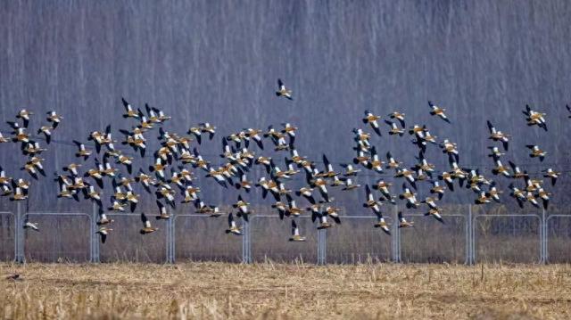 大美北京｜豆雁天鹅打头阵 北京密云迎候鸟