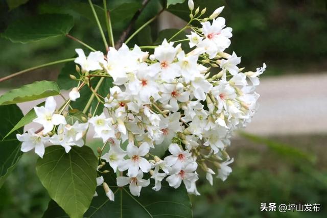 油桐飞雪倒计时!|坪山春印象