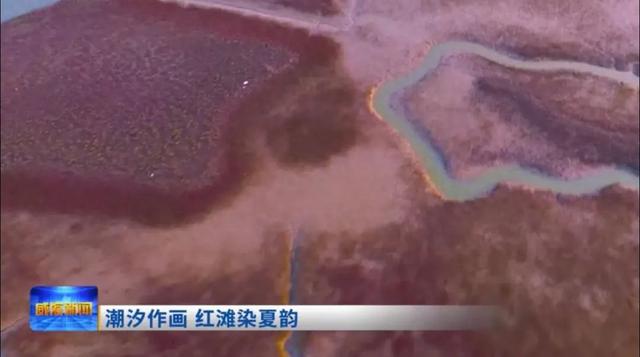 央视四平台连播！ 红滩盛夏铺锦绣 生态南海引客来