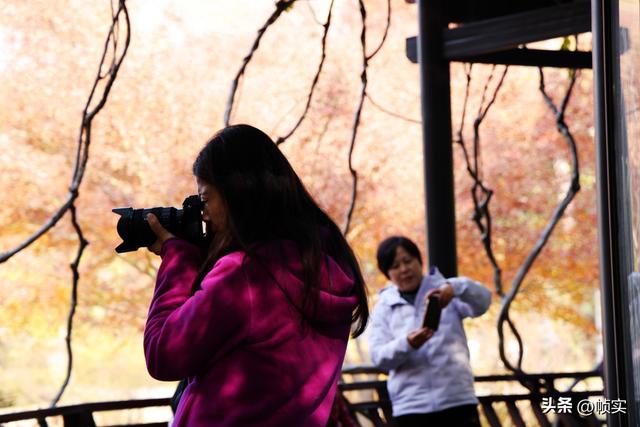 层林尽染，上海红叶特色公园闵行红园枫叶色彩斑斓进入最佳观赏季