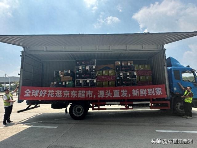 中国扩大进口厄瓜多尔玫瑰规模 京东跃居成中国规模最大的进口及包销商