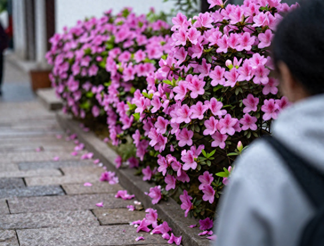 无锡人快冲！杜鹃漫山遍野，美到犯规还免预约