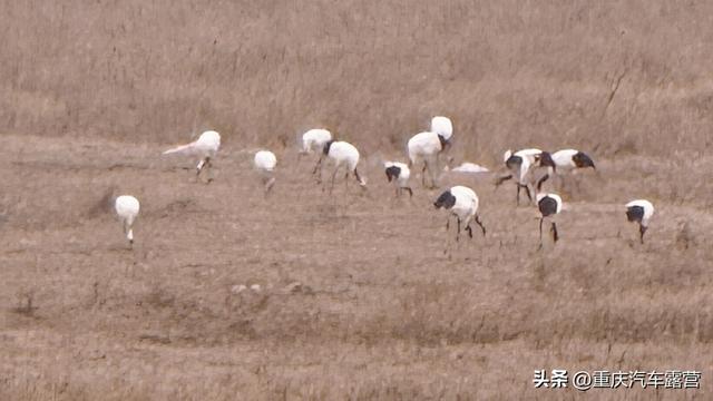 谁说平原无风景？盐城就是特例