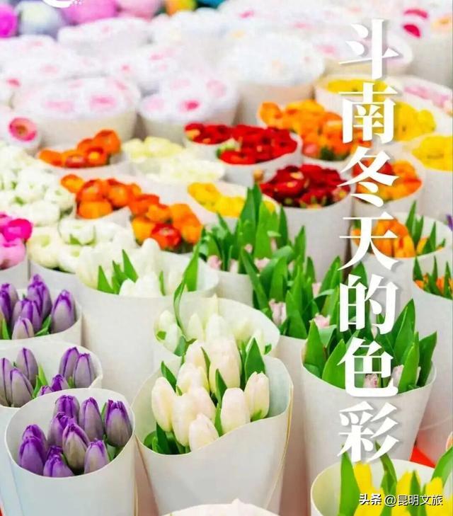 满屏治愈！这个冬日，你一定要去趟斗南花市，邂逅一场流动的彩色盛宴~