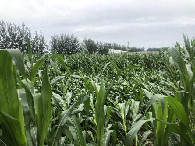 本轮强降雨中心已定，明日8月10号天气，大暴雨特大暴雨分布如下