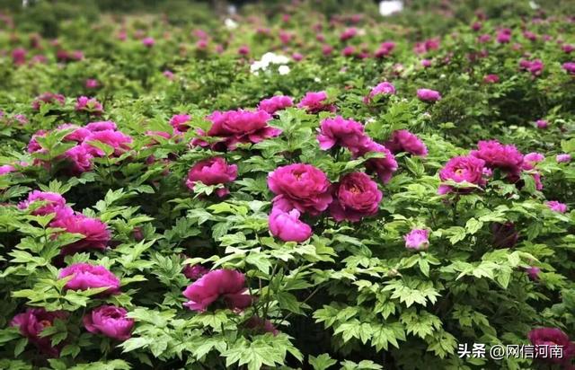 洛阳牡丹当“红”不让 | 大河风物