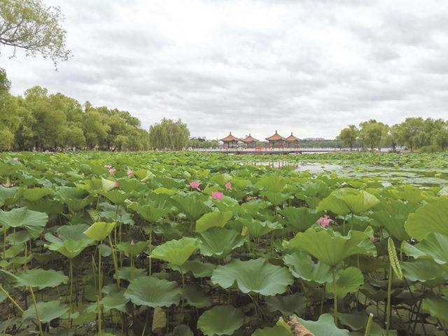 古筝雅韵伴荷香 长春市南湖公园荷花节启幕