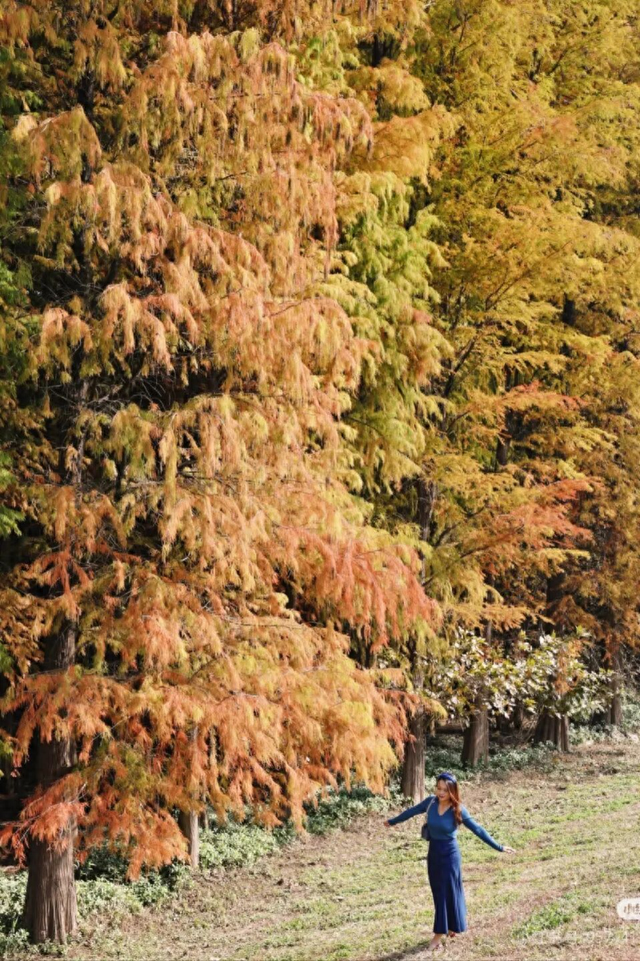 一眼心动的绝美“小森林”，在伦教找到了！