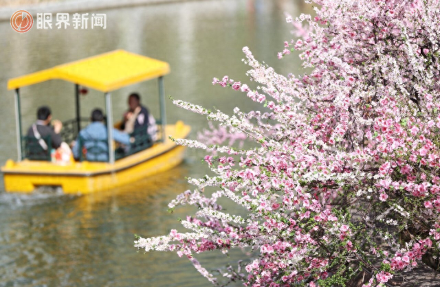 被乌鲁木齐的春天治愈了，花开满城→