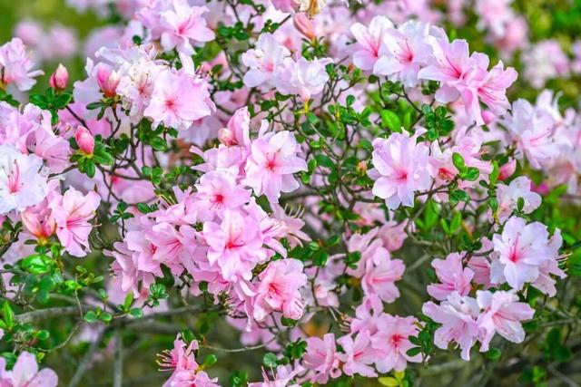 太美了！福州琴亭湖公园迎最佳观赏期