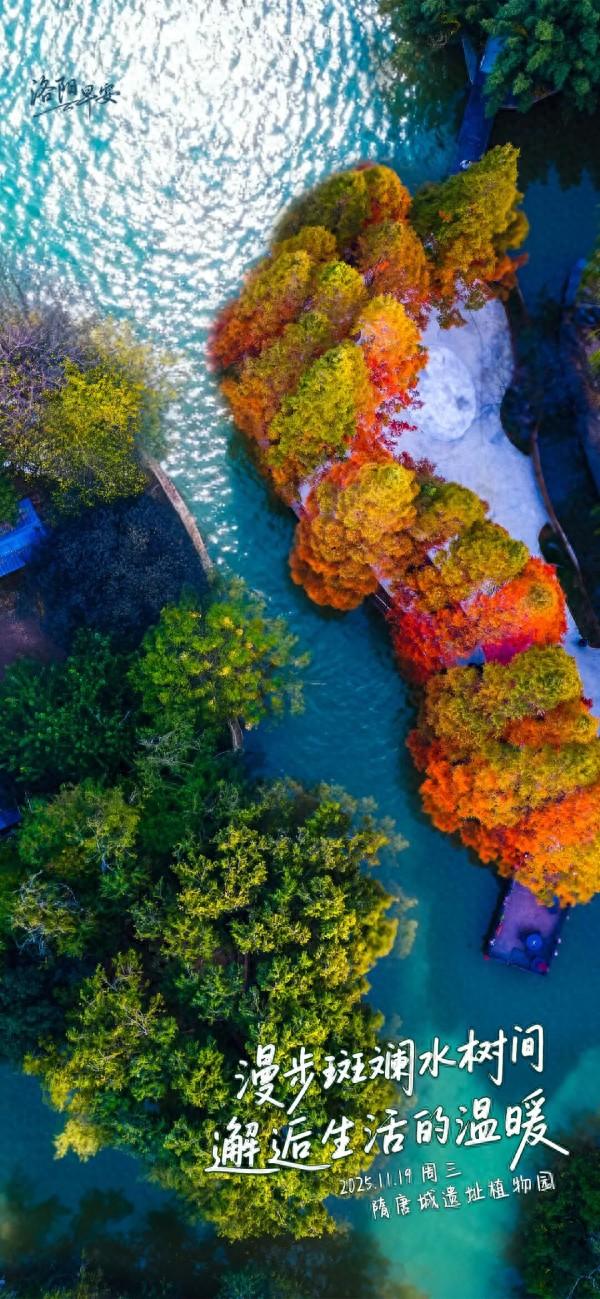 洛阳·早安|漫步斑斓水树间 邂逅生活的温暖
