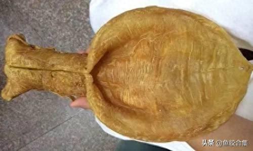 金钱鳘鱼胶功效与作用图片 2026年金钱鳘鱼胶图片价格