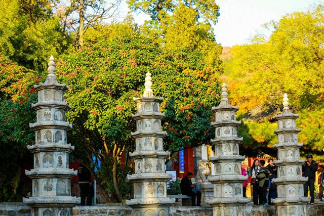 泰山普照寺，那最后的一树金黄
