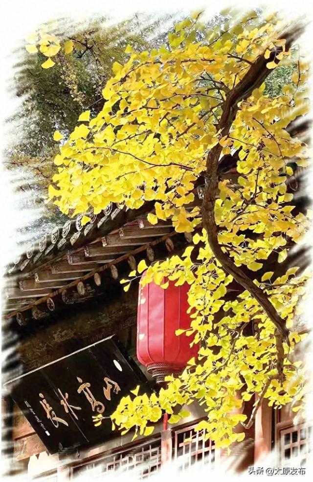 在晋祠,邂逅连理古银杏